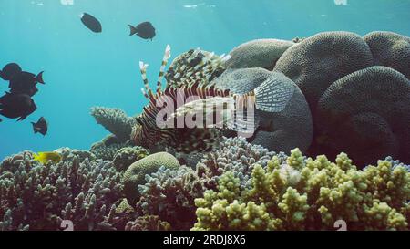 Pez león común o pez león rojo (Pterois volitans) nade sobre el arrecife de coral en agua azul en los rayos del sol de la mañana, Mar Rojo, Egipto Foto de stock