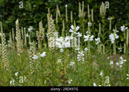 Physostegia virginiana o planta obediente con flores blancas y frutos Foto de stock