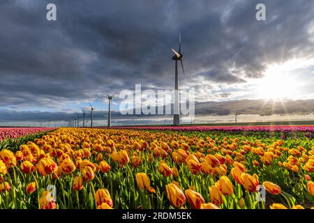 Campo con tulipanes de triunfo amarillo y rojo (variedad “Belona a rayas”) en Flevoland, Países Bajos Foto de stock