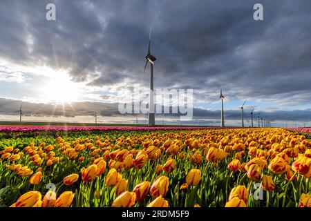 Campo con tulipanes de triunfo amarillo y rojo (variedad “Belona a rayas”) en Flevoland, Países Bajos Foto de stock