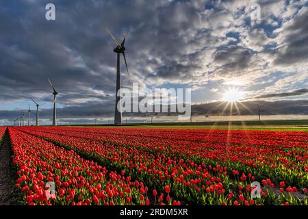 Campo con tulipanes de triunfo rojo y amarillo (variedad “Verandi”) en Flevoland, Países Bajos Foto de stock