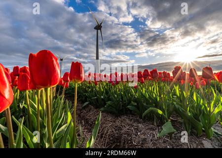 Campo con tulipanes de triunfo rojo y amarillo (variedad “Verandi”) en Flevoland, Países Bajos Foto de stock