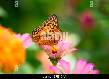 Foto artística de mariposa naranja en una flor rosa de Zinnia en un macizo de flores de colores Foto de stock