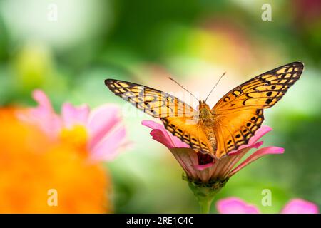 Foto artística de mariposa naranja en un zinnia rosa con lecho de flores borroso en el fondo Foto de stock