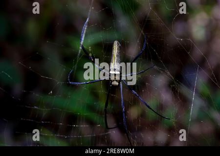 Araña de madera gigante, araña tejedora de orbe dorado, plumipes Nephila, araña de plátano, colgando de su telaraña. Foto de stock