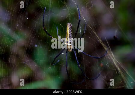 Araña de madera gigante, araña orbe-tejedora dorada, plumipes Nephila, araña de plátano, colgando de su telaraña. Foto de stock