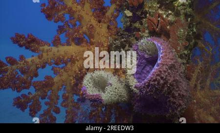 Primer plano de la esponja de tubo grande (Haliclona fascigera) y colorido brillante Dendronephthya coral suave en el muelle de apoyo, mar rojo, Safaga, Egipto Foto de stock