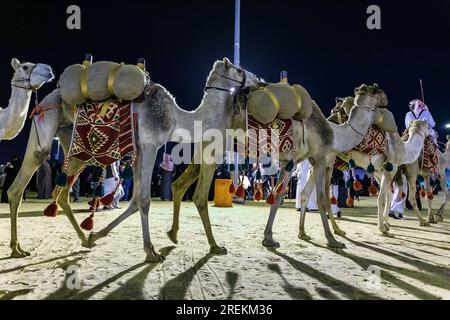 Desierto safari paseo en camello festival en Abqaiq Dammam Arabia Saudita. 4 de enero Año 2019. Foto de stock