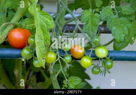 Heranwachsende Tomaten im eigenen Garten Foto de stock