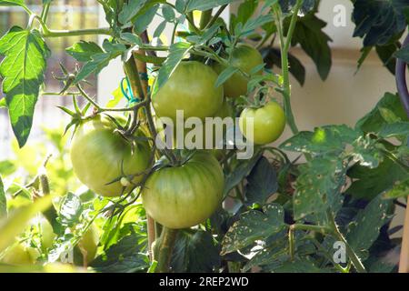 Heranwachsende Tomaten im eigenen Garten Foto de stock