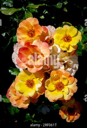Hermosas rosas amarillentas en color en plena floración Foto de stock