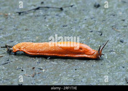 Gran lug roja (Arion rufus), Renania del Norte-Westfalia, Alemania, Gran lug roja Foto de stock