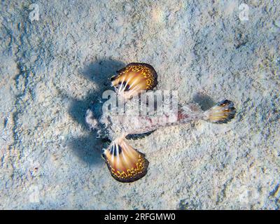 Inimicus filamentosus, también conocido como el aguijón con aletas de filamento, foto submarina en el Mar Rojo Foto de stock