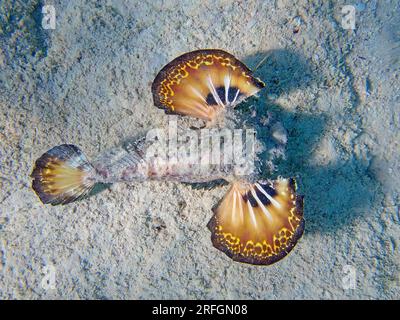 Inimicus filamentosus, también conocido como el aguijón con aletas de filamento, foto submarina en el Mar Rojo Foto de stock
