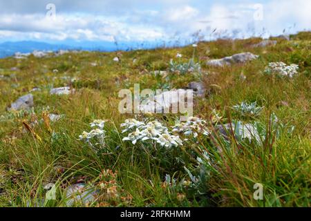 Grupo de flores de edelweiss (Leontopodium nivale) en enfoque selectivo en un prado en la cima de la montaña Sneznik Foto de stock