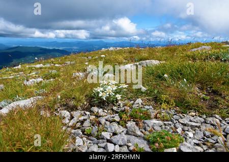 Grupo de flores blancas edelweiss (Leontopodium nivale) en foco selectivo en la cima de la montaña Sneznik y la vista de la meseta de Sneznik Foto de stock