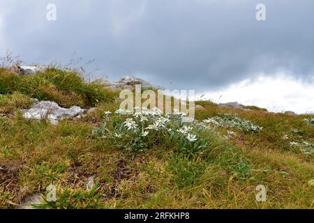 Grupo de flores de edelweiss (Leontopodium nivale) en enfoque selectivo en un prado en la cima de la montaña Sneznik con nubes en el cielo Foto de stock