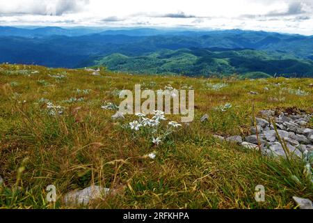 Grupo de flores blancas de edelweiss (Leontopodium nivale) en la montaña de Sneznik y la meseta de Sneznik cubierta por bosques en No Foto de stock