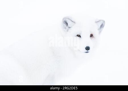 Primer plano retrato de un zorro ártico, Vulpes lagopus, en la nieve. Polar Park, Bardu, Troms, Noruega. Foto de stock
