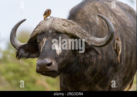 Dos pecas rojas, Buphagus erythrorhynchus, en un búfalo de capa, Syncerus caffer. Reserva Nacional Masai Mara, Kenia, África. Foto de stock