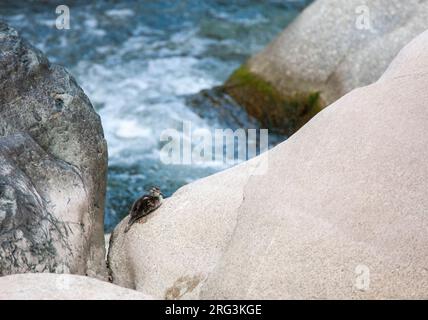 Pollito de pato torrencial (Merganetta armata) descansando sobre una gran roca en un río de rápido flujo en los Andes del Perú. Foto de stock