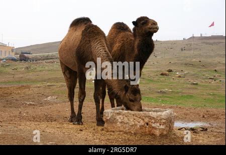 Camellos encontrados en Harran, Turquía y utilizados por el público. Foto de stock