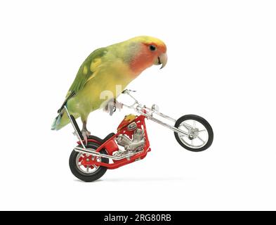 un lovebird con cara de melocotón está encaramado en una motocicleta de juguete con su rueda delantera en el aire, en color blanco. Foto de stock