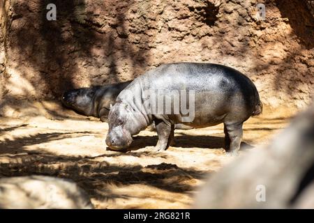 El hipopótamo común, Hippopotamus amphibius, o hipopótamo, es un hipopótamo grande, en su mayoría herbívoro, Mamífero semiacuático nativo del África subsahariana Foto de stock