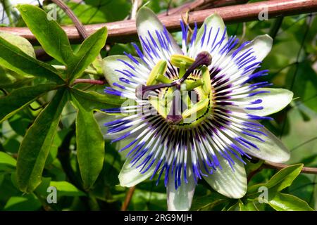nombre botánico de la flor de la pasión que fluye lleno passiflora, imagen colorida con espacio negativo a la izquierda Foto de stock