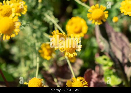 Zurich, Suiza, 14 de julio de 2023 Tinctoria de cota o flor dorada de marguerita en el jardín botánico Foto de stock