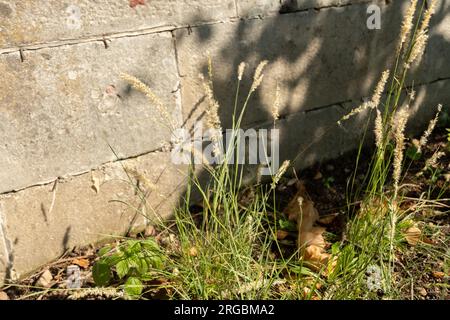 Zurich, Suiza, 14 de julio de 2023 Melica Ciliata o planta melica de pico sedoso en el jardín botánico Foto de stock