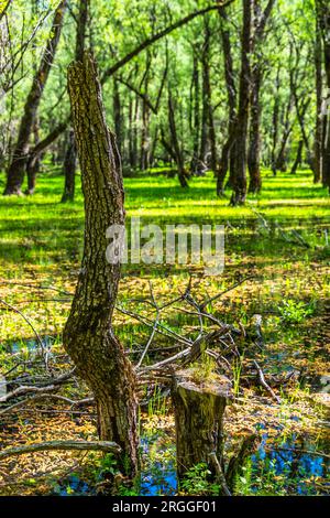 Un tronco de sauce roto y un corte en el pantano cerca del lago Barrea. Villetta Barrea, provincia de L'Aquila, Abruzos, Italia, Europa Foto de stock