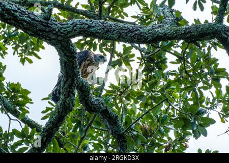 Primer plano de un joven Mississippi Kite encaramado en una rama de árboles en Nueva Orleans, Louisiana, EE.UU Foto de stock