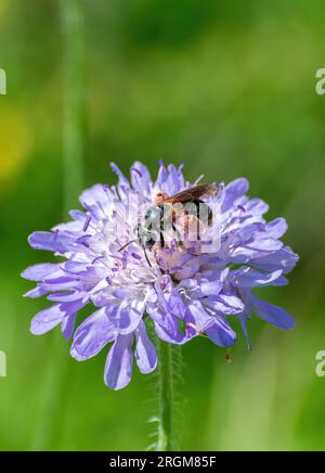 Gran abeja minera de sarna (Andrena hattorfiana) con granos de polen rosa en las patas traseras, en el campo de flores silvestres de sarna durante el verano, Inglaterra, Reino Unido Foto de stock