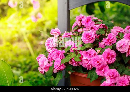Rosas rosas de cerca. Flores de origen impatiens balsamina. Cultivo de planta en jardín. Foto de stock
