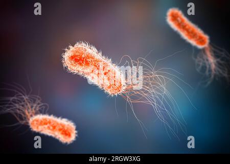 La bacteria Pseudomonas aeruginosa, ilustración Foto de stock