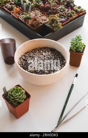 Mezcla de pequeñas plantas de cactus en macetas decorativas con piedras  Fotografía de stock - Alamy