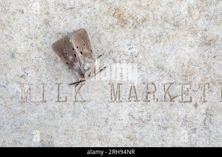 Muselina Moth; Diaphora mendica; Hombre; Reino Unido Foto de stock