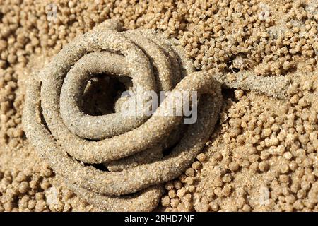 El estiércol de los gusanos de mar rodan en círculo sobre la arena. Hay pequeñas bolas de arena causadas por cangrejo de arena dispersos por todas partes. Si miras de cerca, lo harás Foto de stock