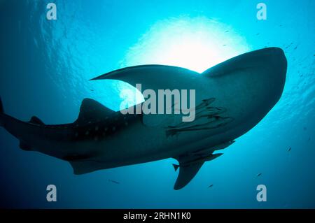 Tiburón ballena, Rhincodon typus, con Sharksucker vivo, Echeneis naucrates, Cenderawasih Bay, Papúa Occidental, Indonesia Foto de stock