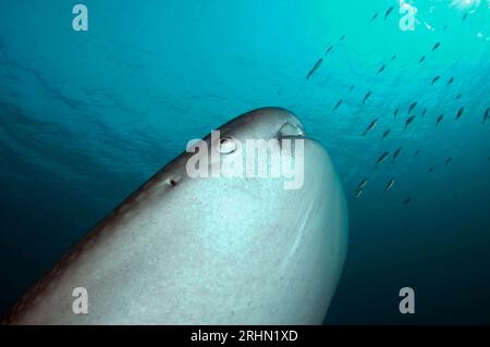 Tiburón ballena, Rhincodon typus, con peces pequeños, Cenderawasih Bay, Papúa Occidental, Indonesia Foto de stock