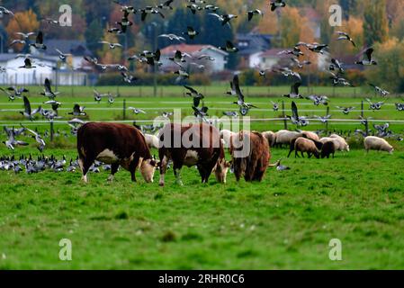 Ovejas, vacas y ganado de las tierras altas comiendo en un pasto cercado y junto con una gran bandada de gansos de la horca volando y en el suelo con árboles en Aut Foto de stock