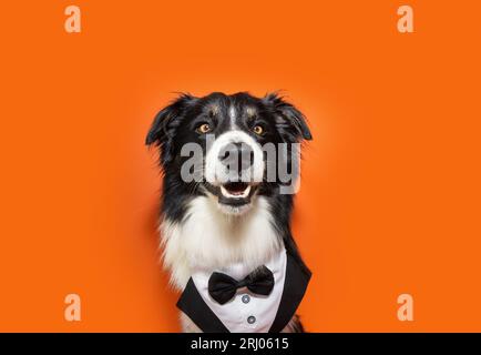 Retrato elegante perro border collie celebrando halloween, carnaval o año nuevo con un esmoquin. Aislado en backgorund naranja Foto de stock
