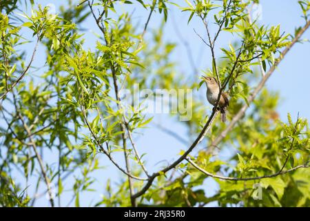 Casa wren Troglodytes aedon, adulto cantando de bush, Cape May Bird Observatory, Nueva Jersey, EE.UU., mayo Foto de stock