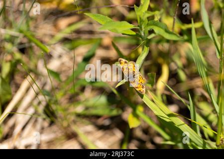 Phyciodes tharos, imago disfrutando de pastizales, Cox Hall Creek Wildlife Management Área, Nueva Jersey, EE.UU., mayo Foto de stock