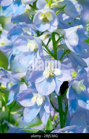 Pálido, azul, Delphinium 'Summer Skies', Larkspur, Pacífico, híbridos Foto de stock