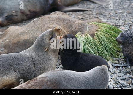 Un cachorro de foca de piel y su madre Foto de stock