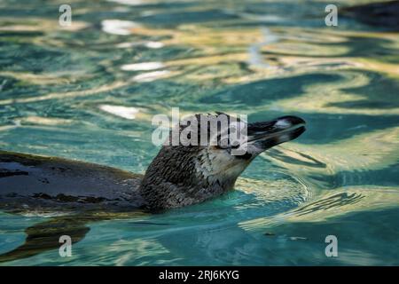 Un pingüino adulto de Humboldt está sumergido en el agua, mirando con curiosidad a la izquierda Foto de stock