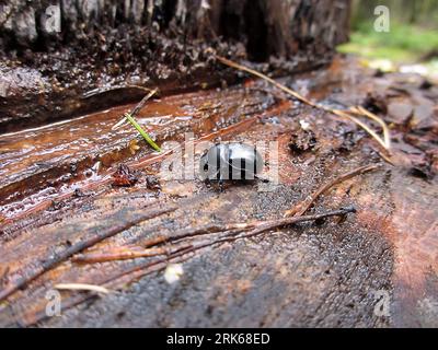 Un escarabajo de estiércol tierra-aburrido en una superficie de madera mojada. Foto de stock