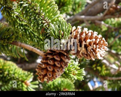 Dos pequeños pinecones en la punta de una rama de un pino de cerdas, Pinus Longaeva, que crecen en las secciones remotas del Parque Nacional Bryce Canyon